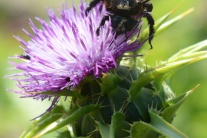 Liečivé, včelárske a úžitkové rastliny