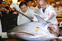 Rekordná aukcia tuniaka v Japonsku