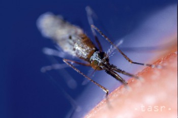 Lezú vám komáre na nervy? Vedci vysvetlili, prečo nám sajú krv