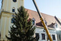 Osadenie vianočného stromčeka v Bratislave