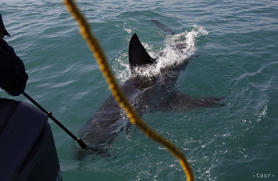 Нападение в море. Нападение акулы в Хургаде 2022. В Египте акула напала на туристов 2022.