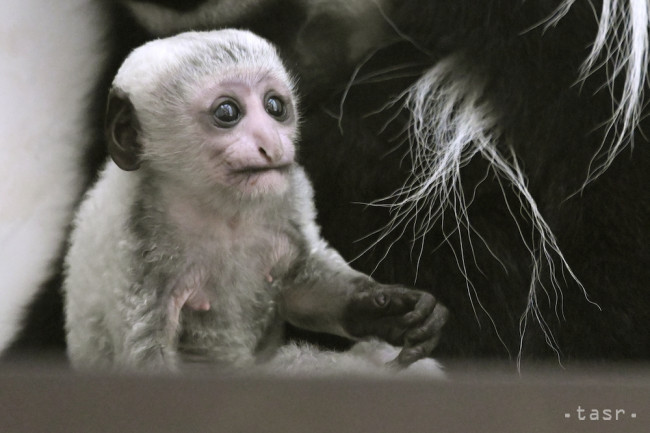 Nový prírastok: V bojnickej zoo sa narodilo mláďa guerézy pláštikovej
