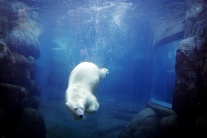 Šantenie ľadových medveďov v kodaňskej zoo